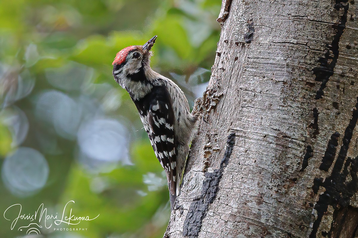 Lesser Spotted Woodpecker - ML453165291