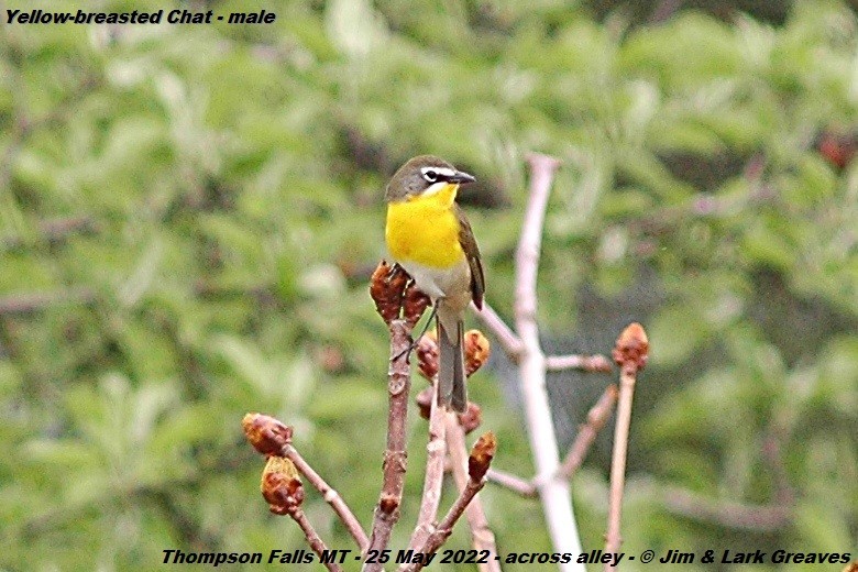 Yellow-breasted Chat - ML453171441
