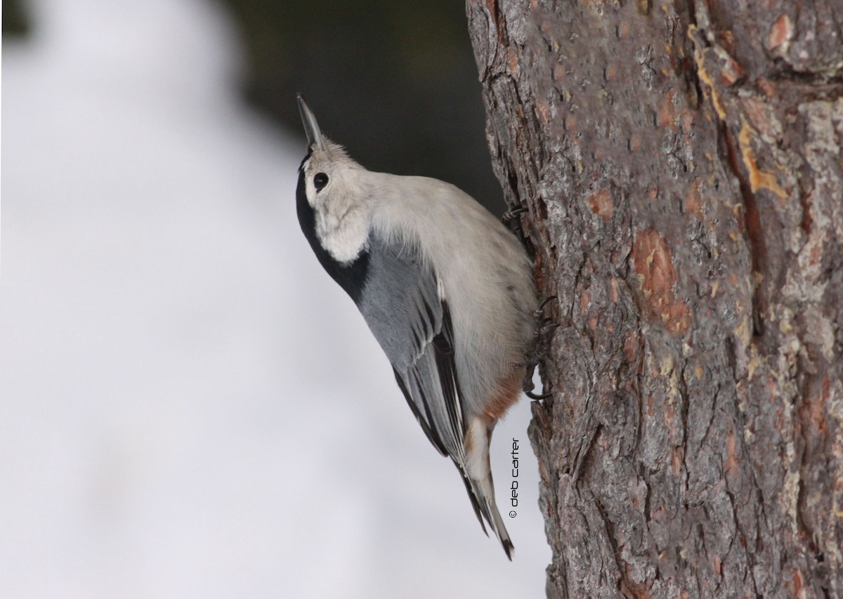 White-breasted Nuthatch - ML45317151