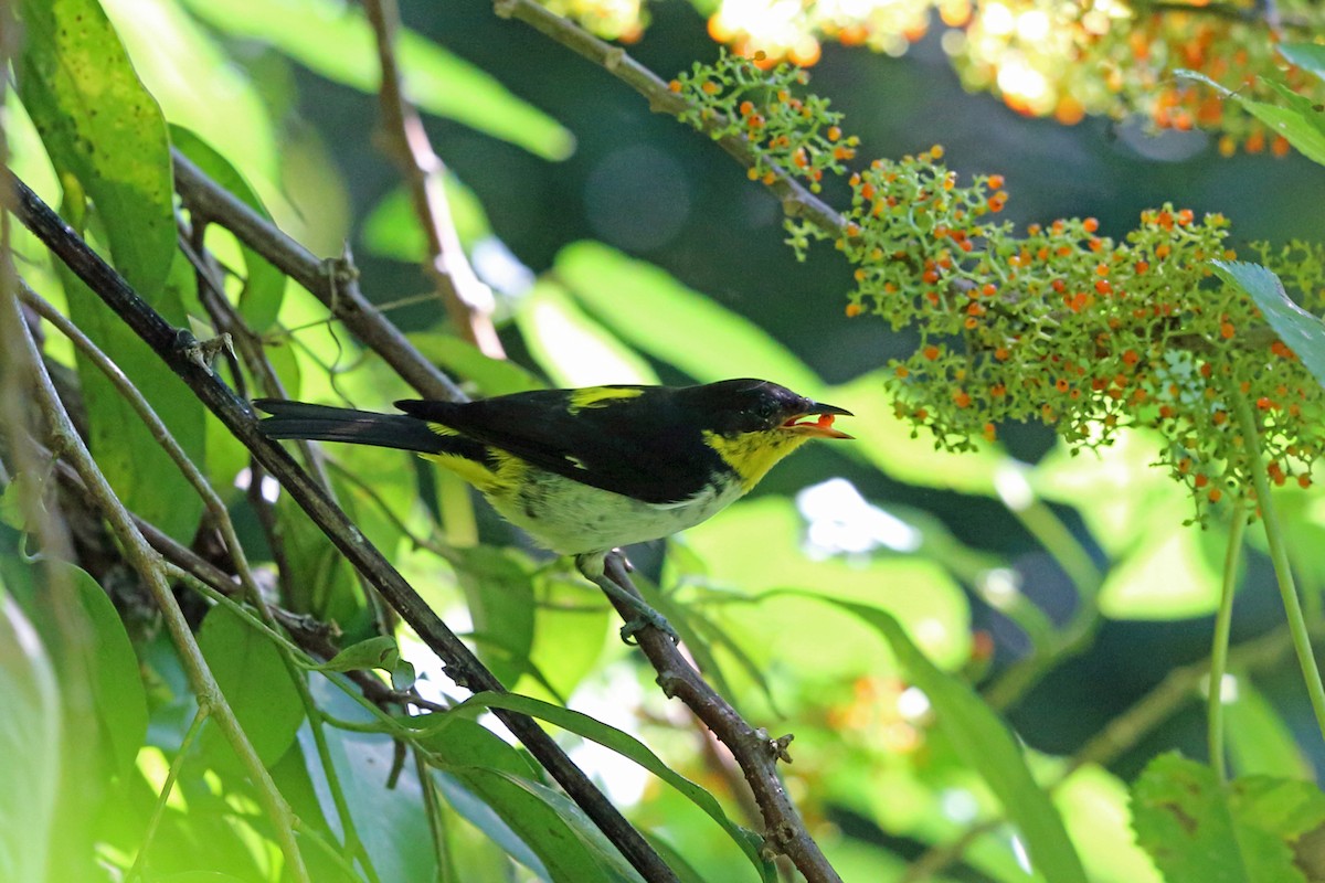 Yellow-backed Tanager - Nigel Voaden