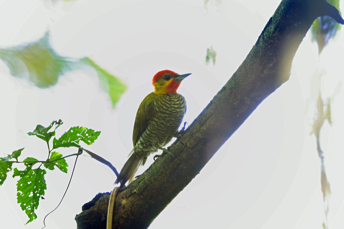 Yellow-throated Woodpecker - Nigel Voaden