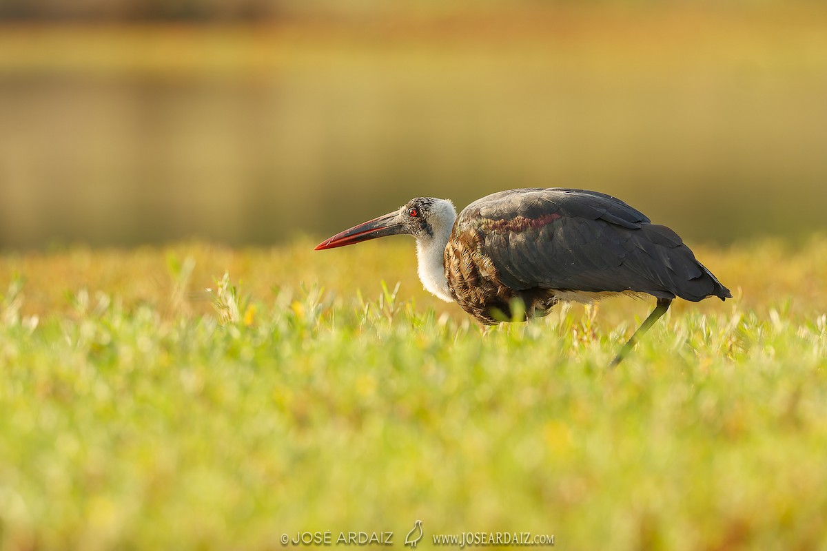 African Woolly-necked Stork - ML453197311