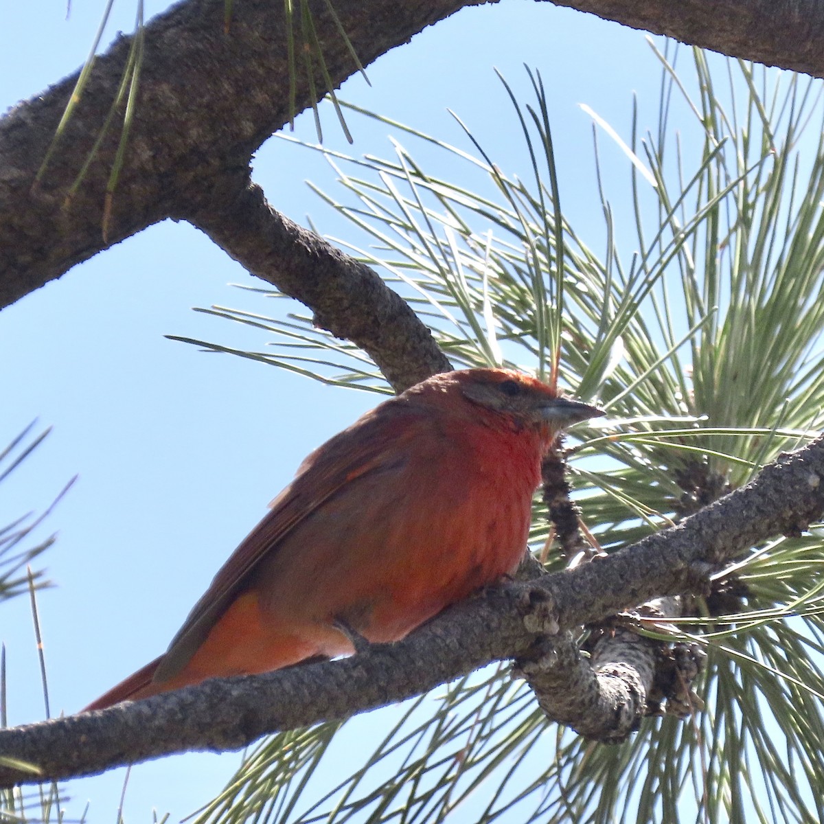 Hepatic Tanager - ML453200131