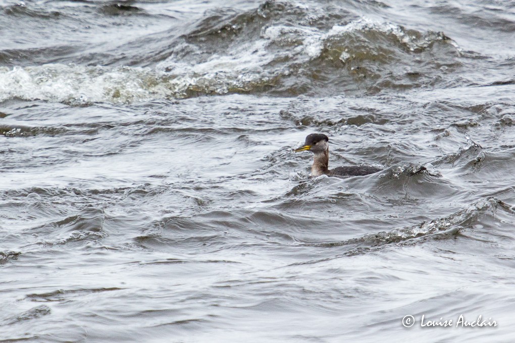Red-necked Grebe - Louise Auclair