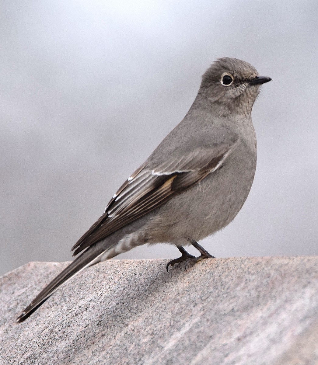 Townsend's Solitaire - ML45321651