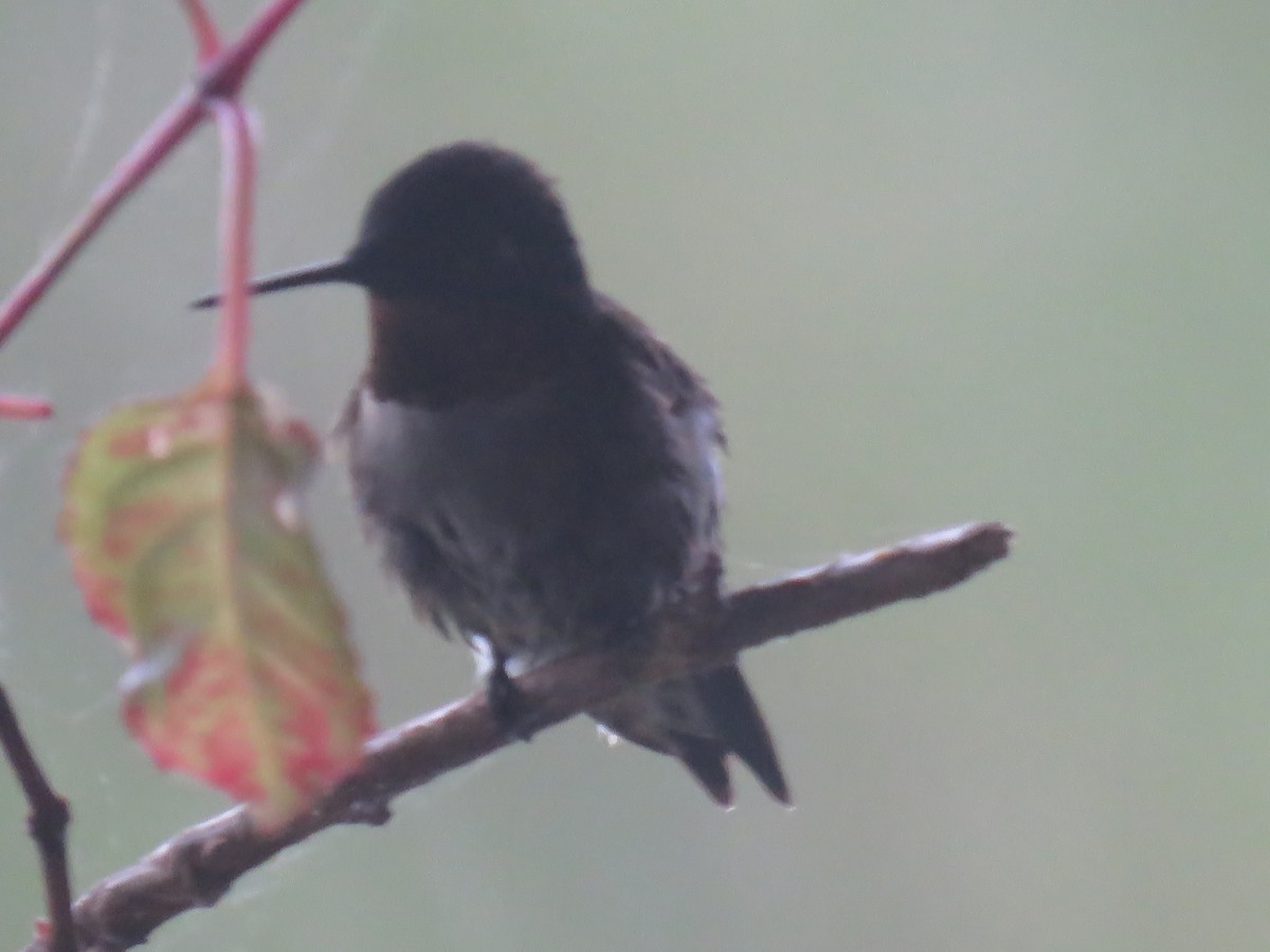 Ruby-throated Hummingbird - Sandi Brunette-Hill