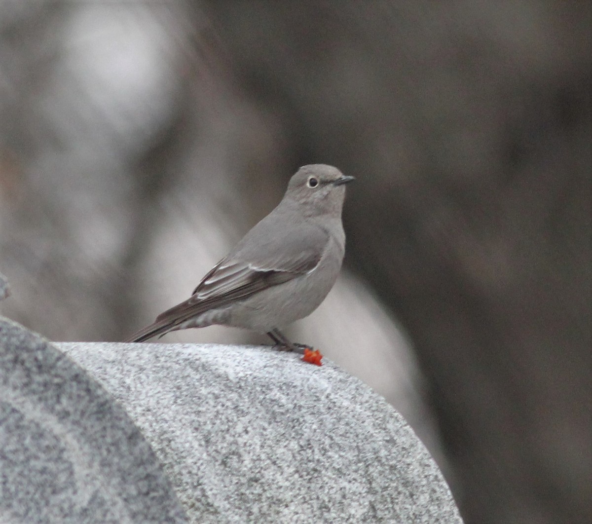 Townsend's Solitaire - ML45322971