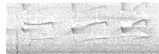 lenivka větší (ssp. striata) - ML453230331
