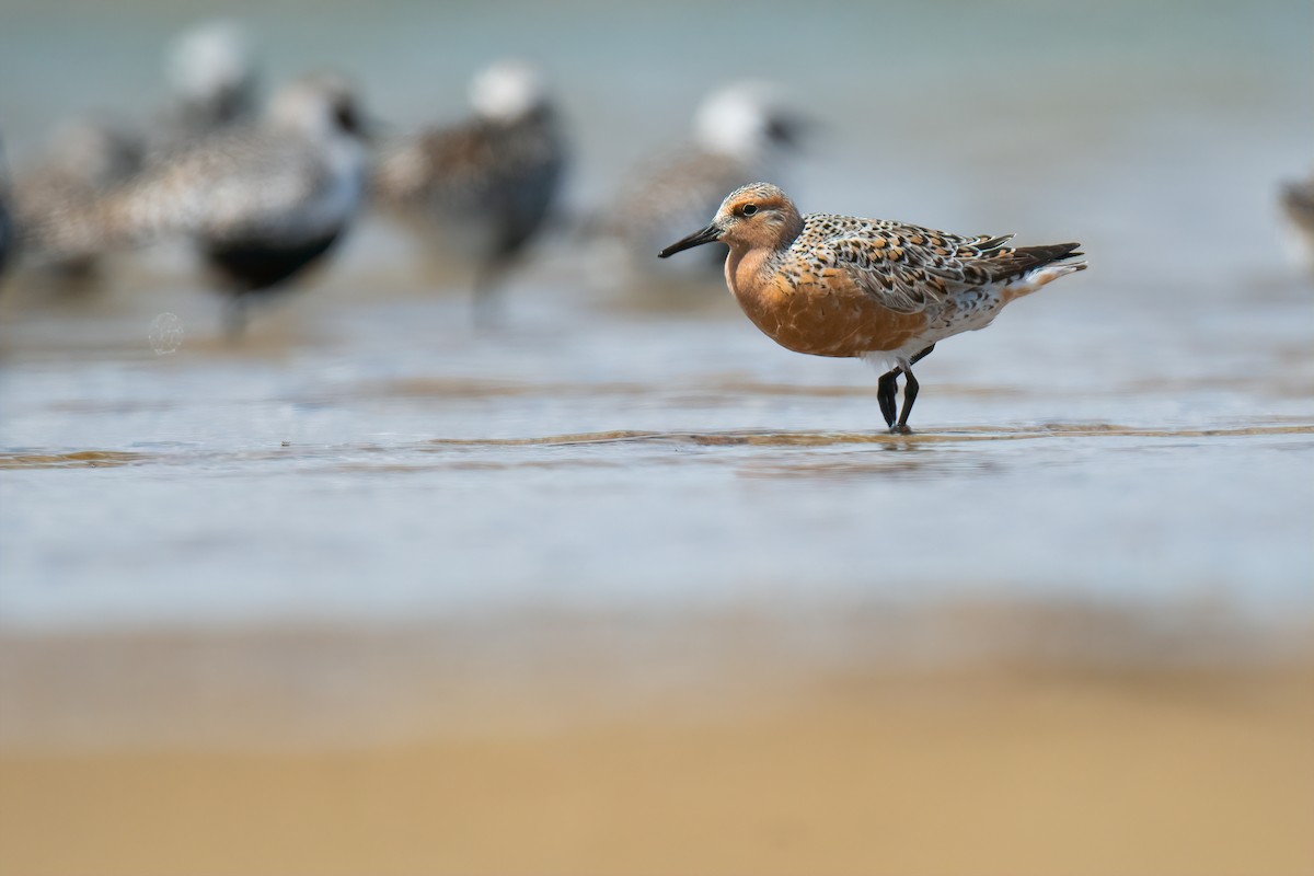 Red Knot - ML453232101