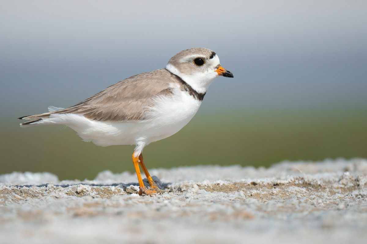 Piping Plover - Connor Bowhay