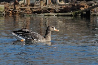 Greater White-fronted Goose (Greenland), ML453235351