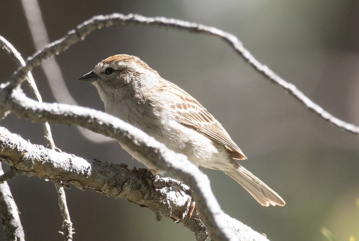 Chipping Sparrow - ML453241631