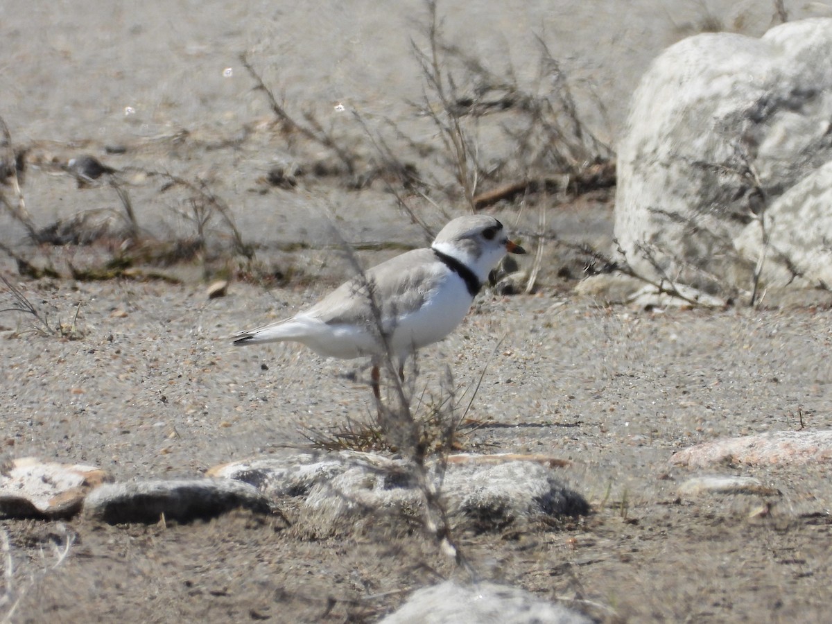 Piping Plover - ML453241711