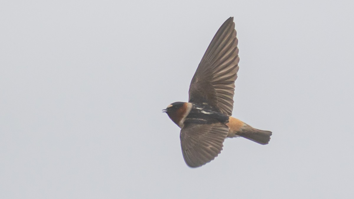 Cliff Swallow - Russell Cooper