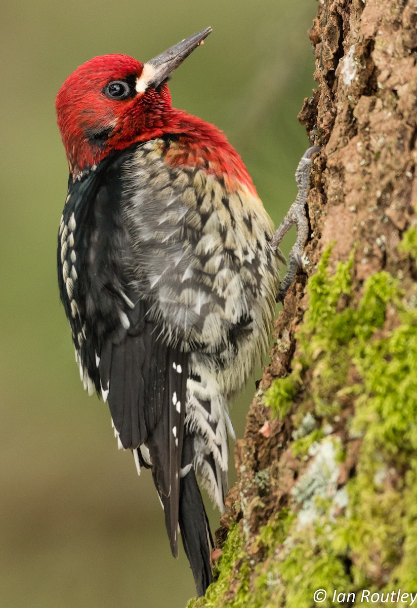 Red-breasted Sapsucker - ML45324441