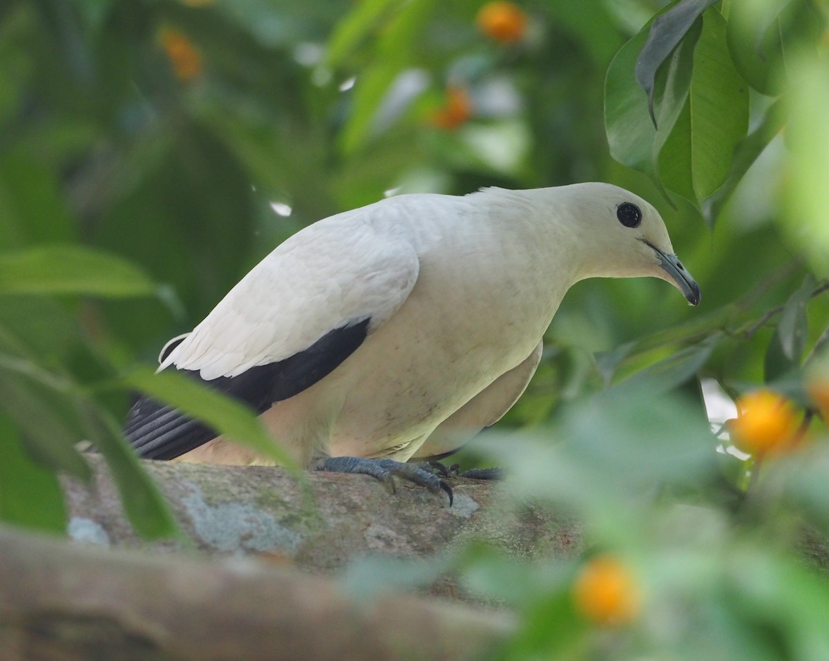Pied Imperial-Pigeon - ML453247121