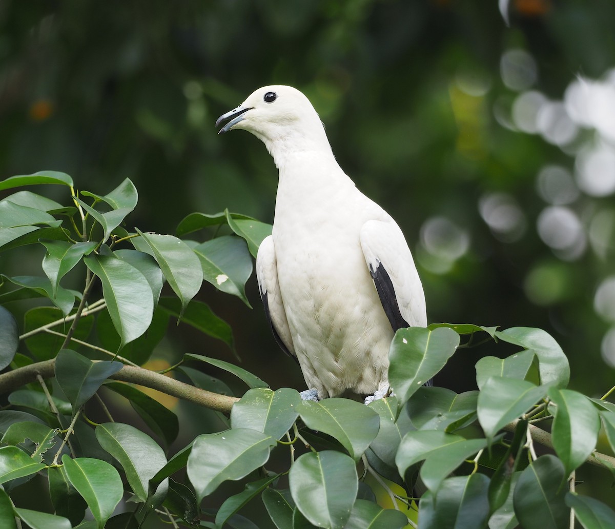 Pied Imperial-Pigeon - ML453247131