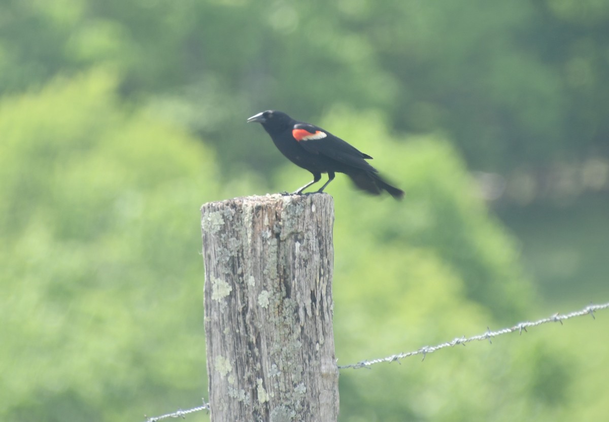 Red-winged Blackbird (Red-winged) - ML453247741