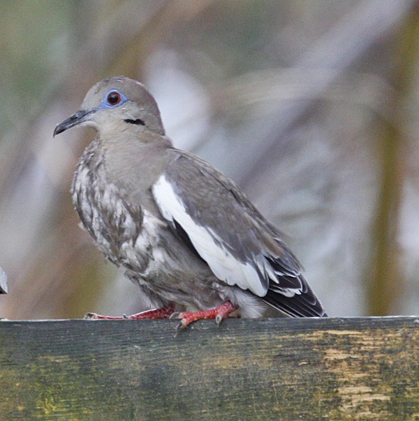 White-winged Dove - Bruce M. Di Labio