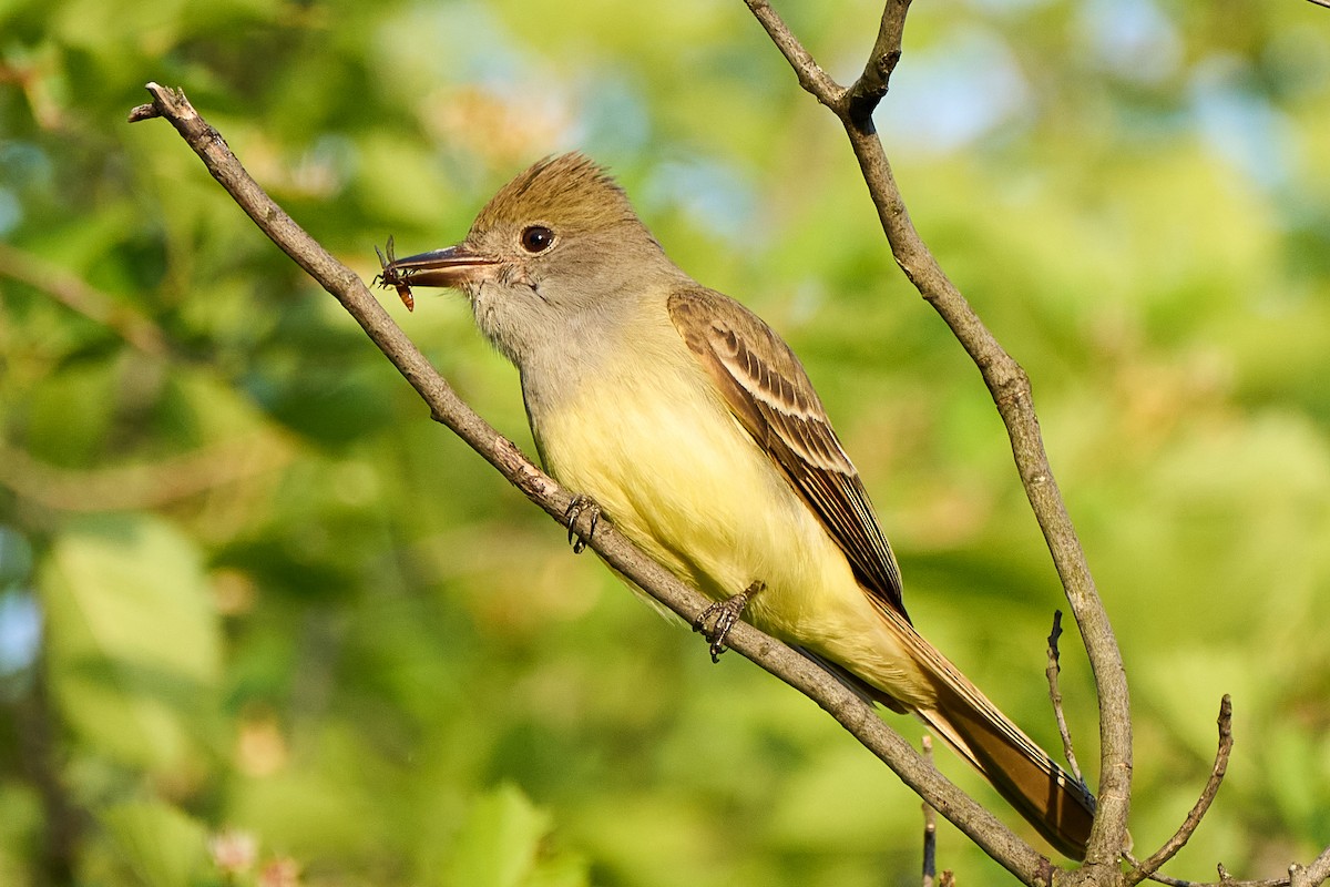 Great Crested Flycatcher - ML453257261
