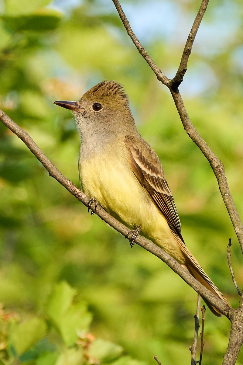Great Crested Flycatcher - ML453257281