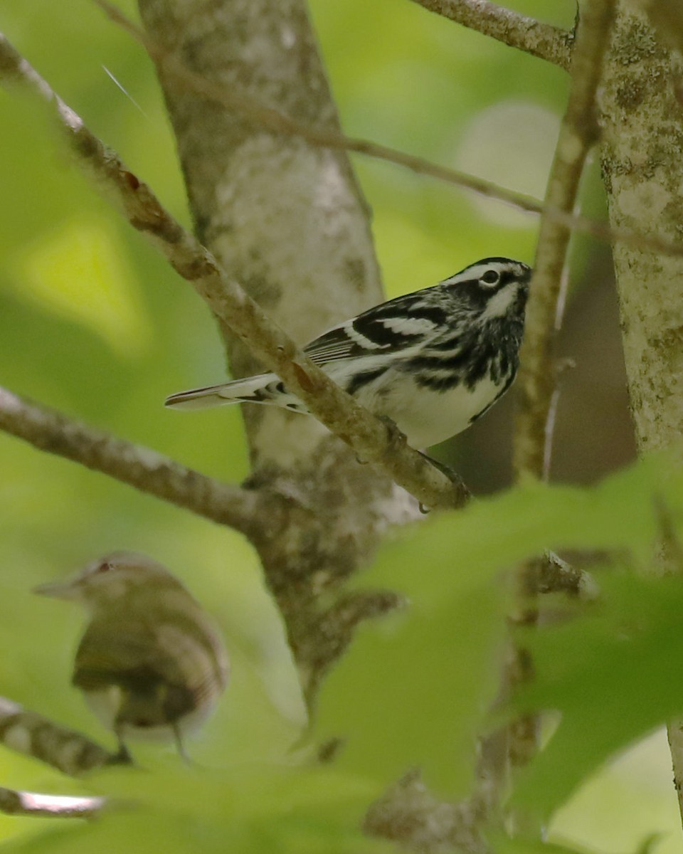 Black-and-white Warbler - ML453261981