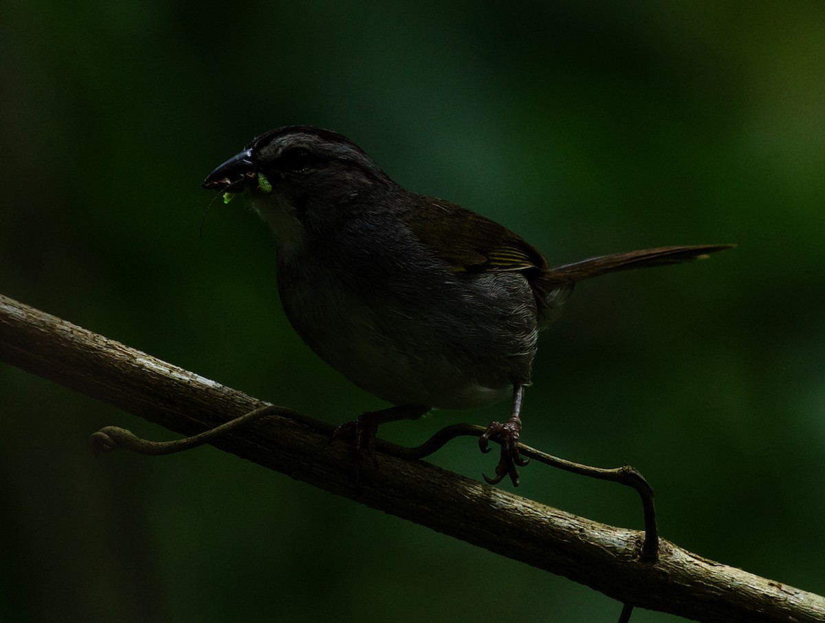 Black-striped Sparrow - ML453285781