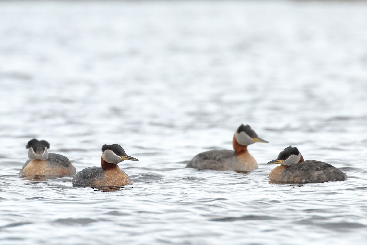 Red-necked Grebe - ML453290721