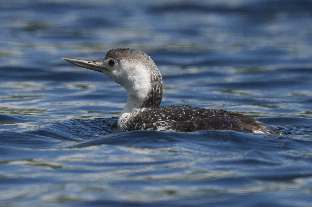 Red-throated Loon - Laura Robinson