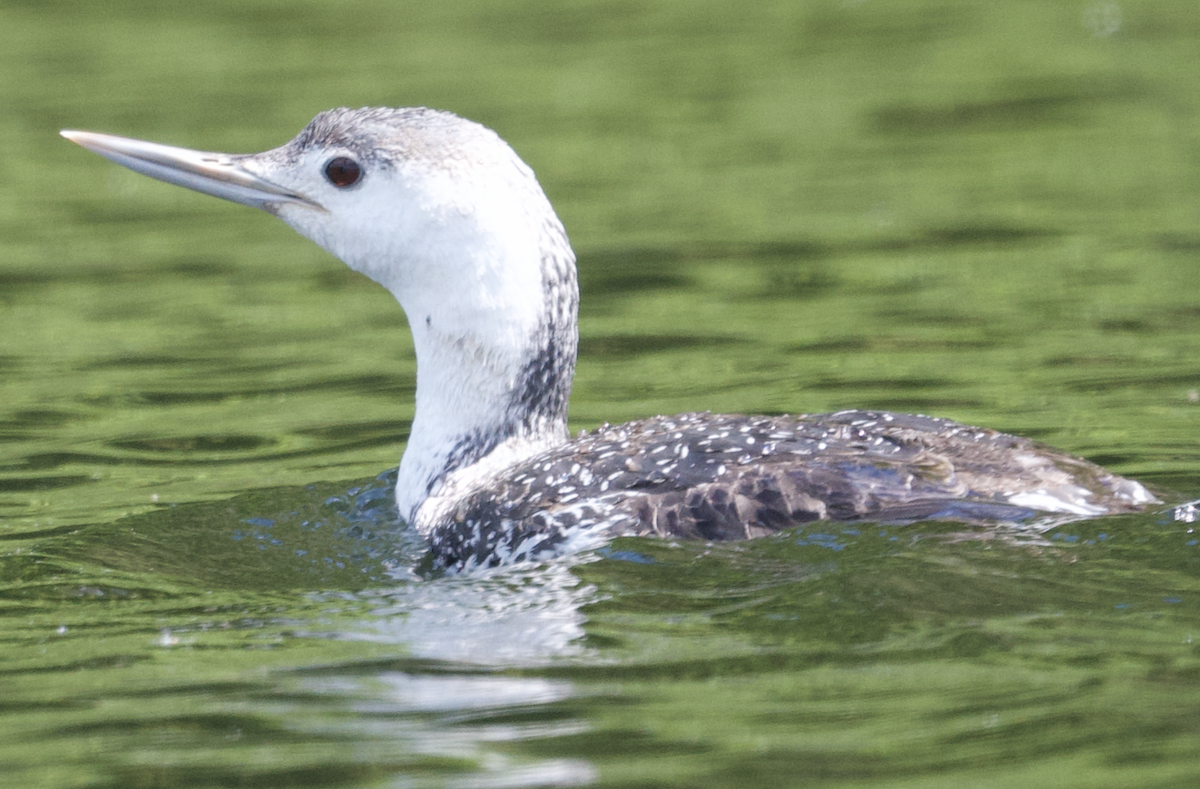 Red-throated Loon - ML453303001