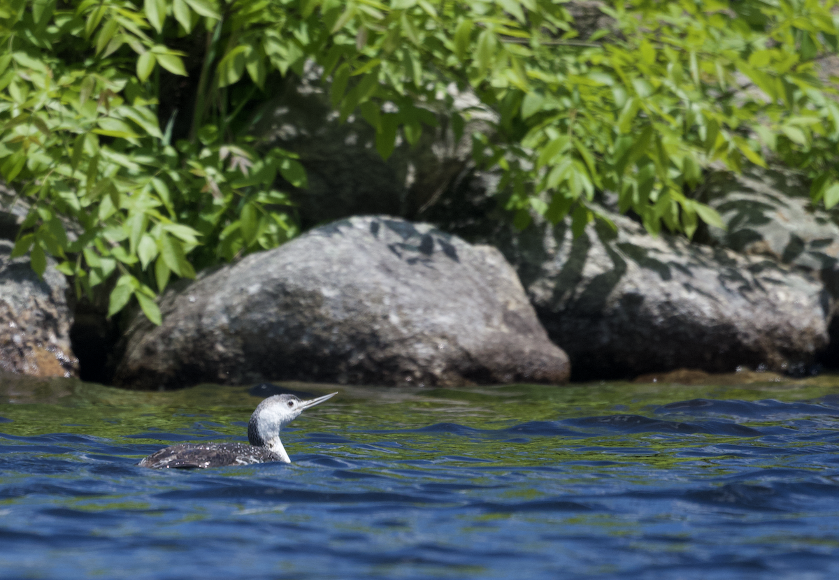 Red-throated Loon - ML453303911