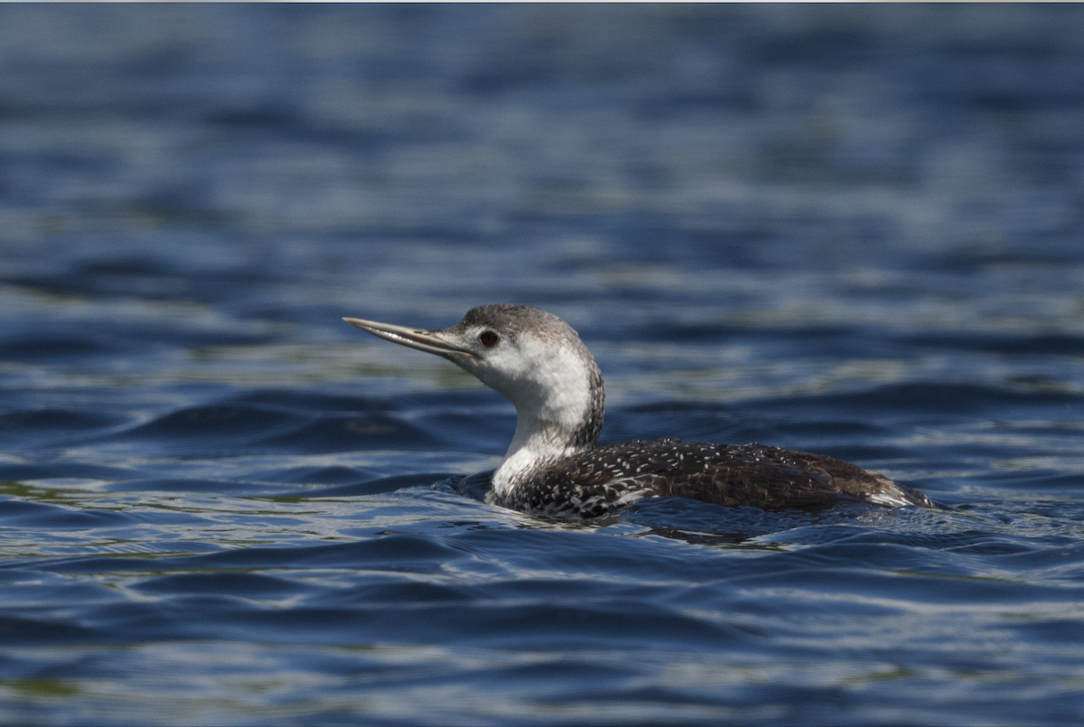 Red-throated Loon - ML453305841