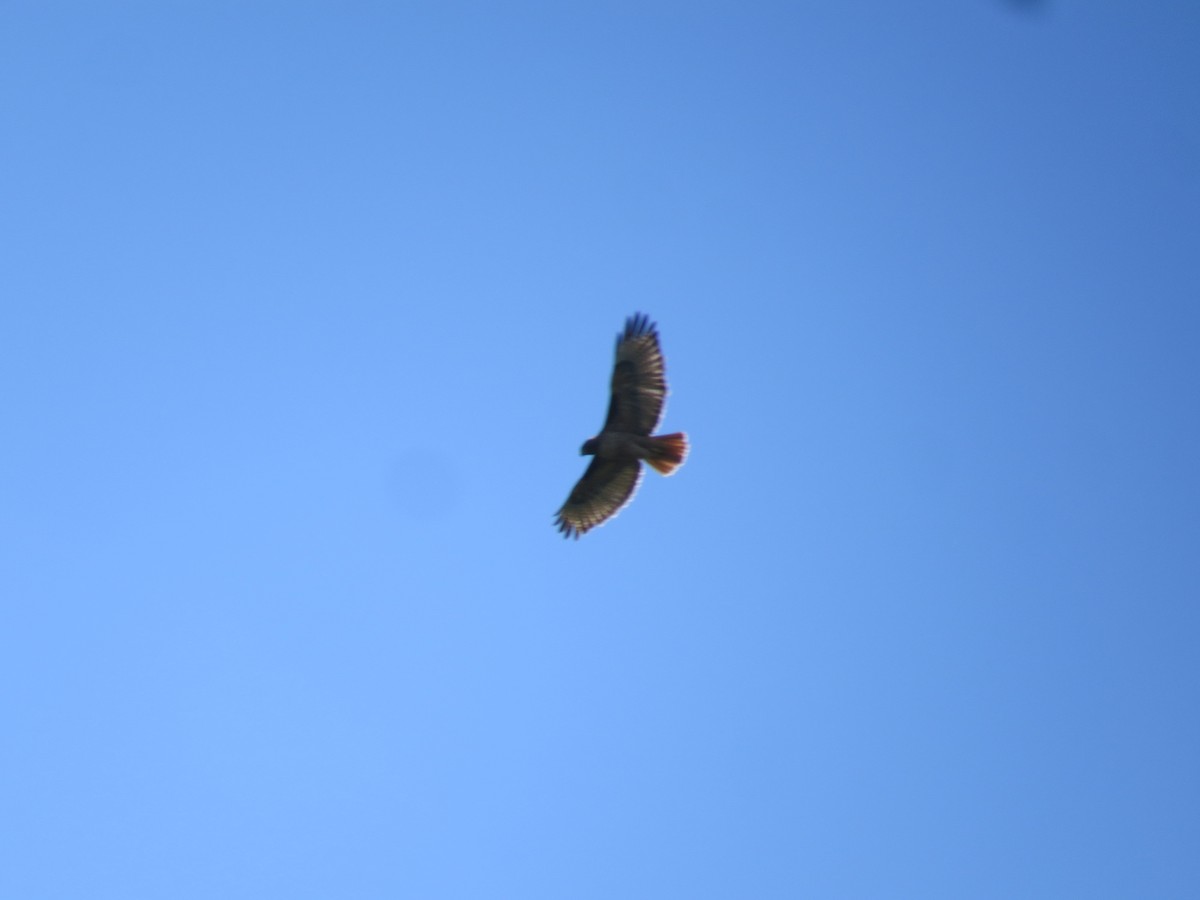 Red-tailed Hawk - Garth Harwood