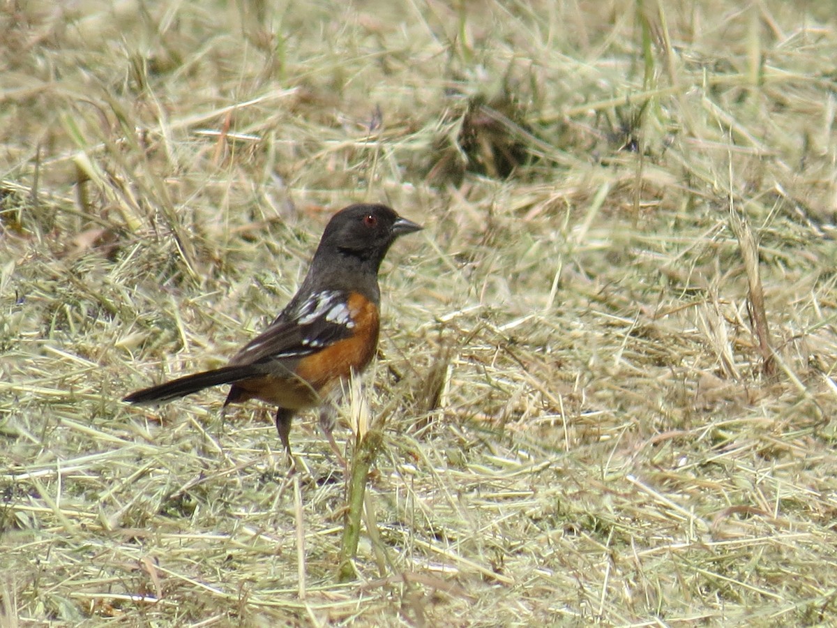 Spotted Towhee - ML453310111