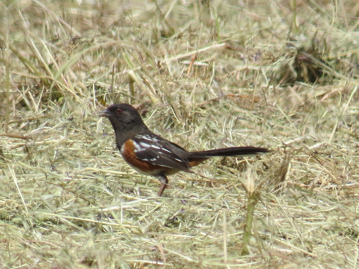 Spotted Towhee - ML453310141
