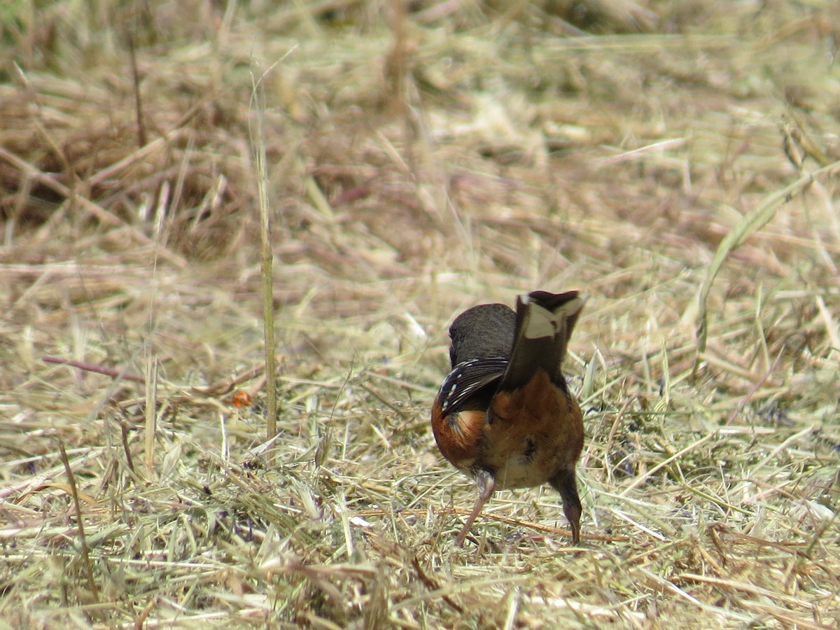 Spotted Towhee - ML453310151