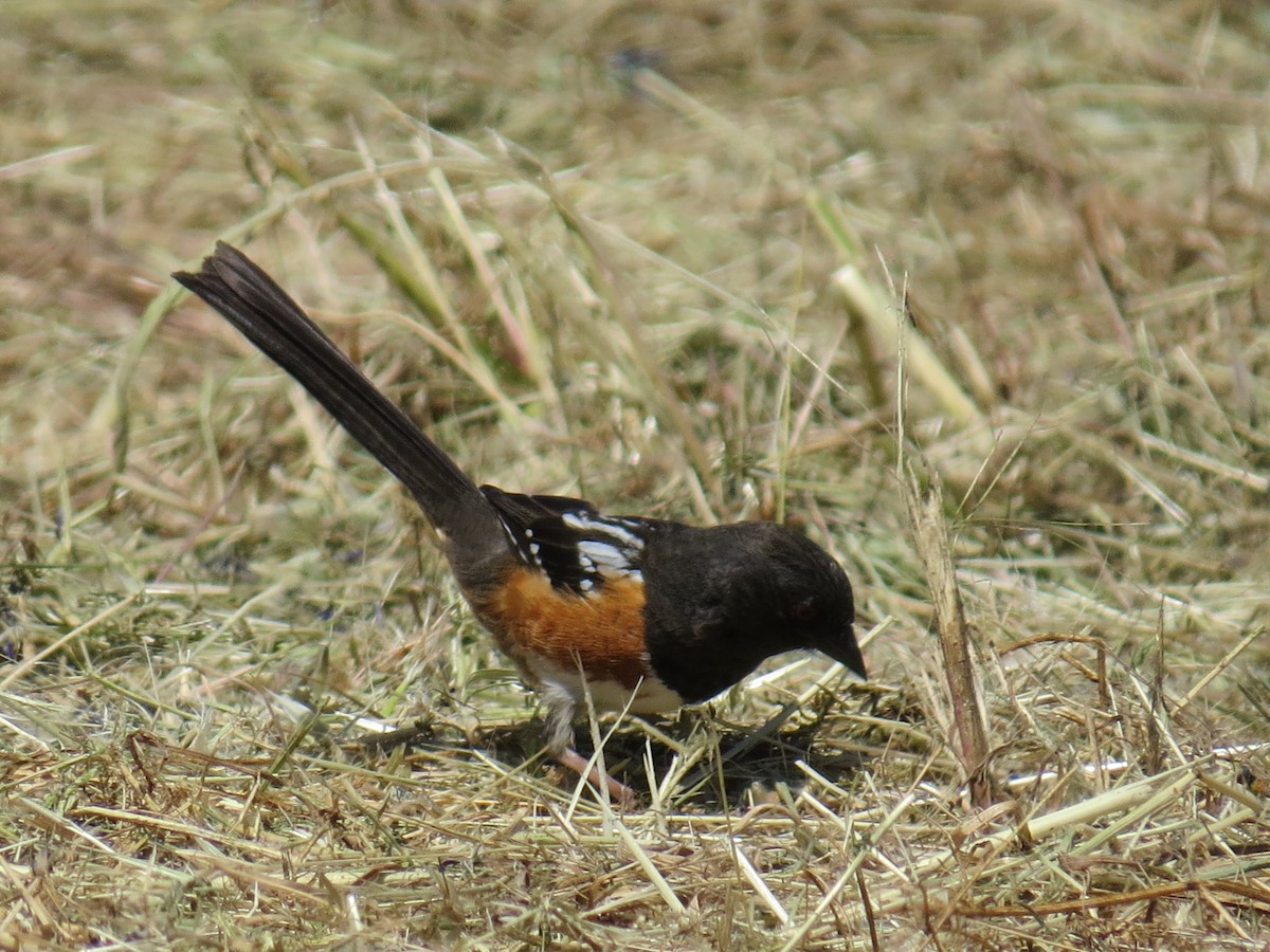 Spotted Towhee - ML453310191