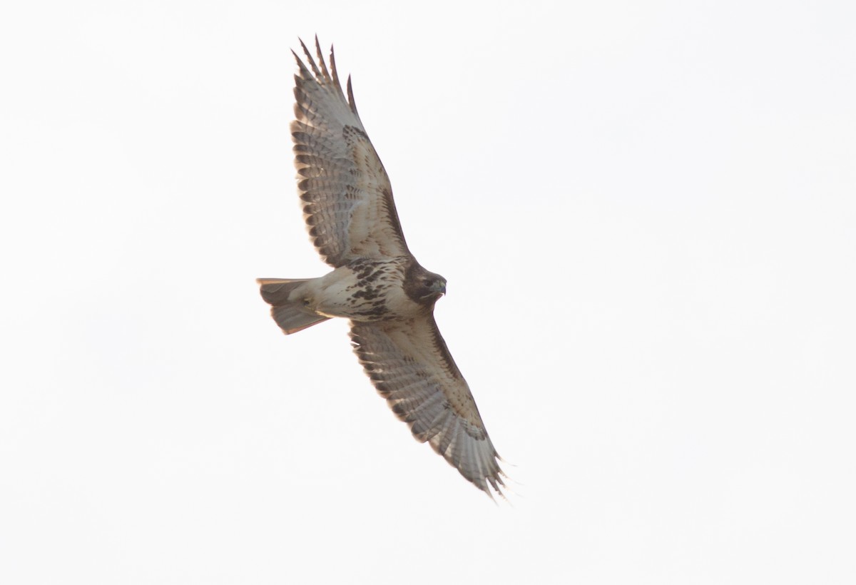 Red-tailed Hawk - ML45331271