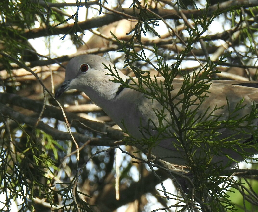 Eurasian Collared-Dove - ML45331381