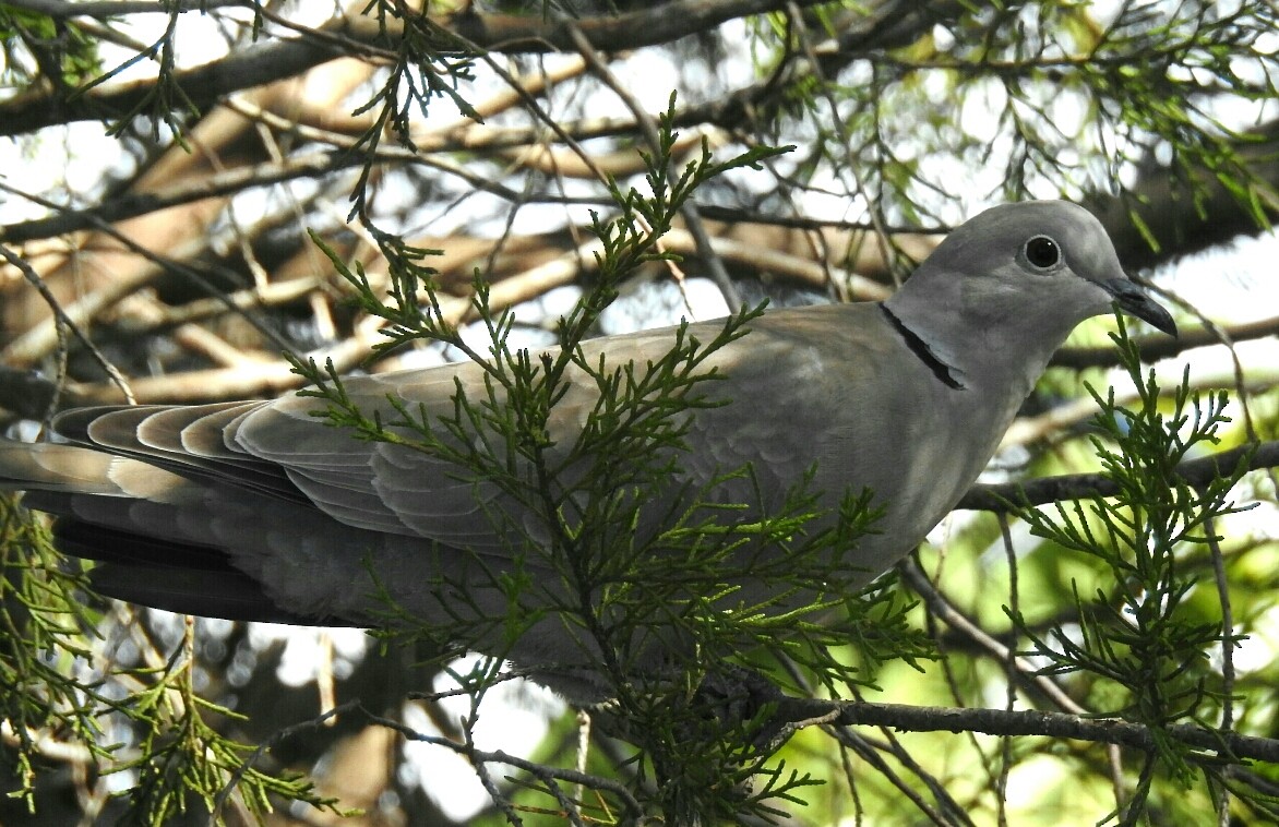 Eurasian Collared-Dove - ML45331441
