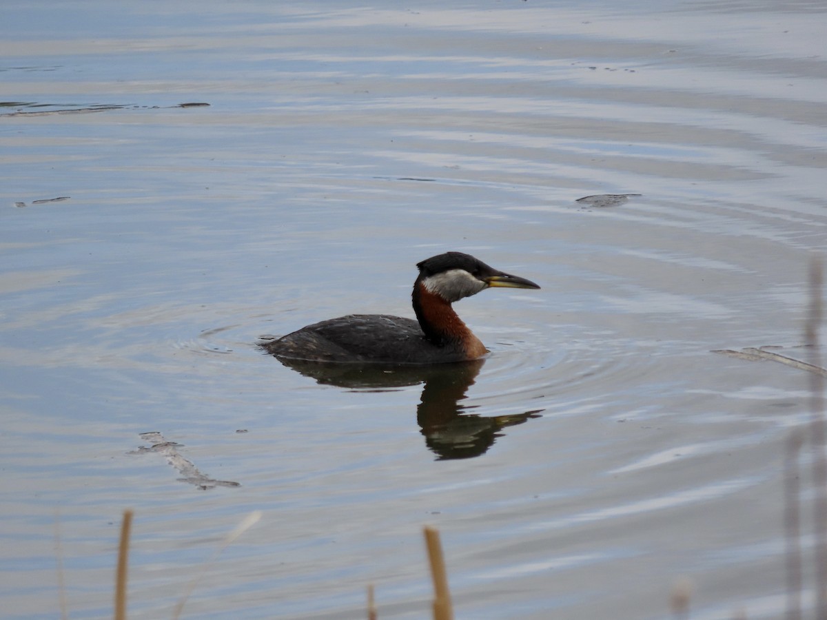 Red-necked Grebe - ML453317921