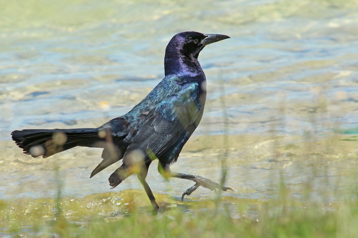 Boat-tailed Grackle - ML453322041