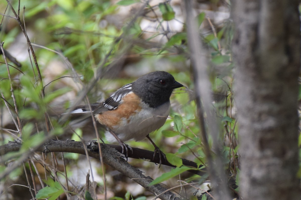 Spotted Towhee - ML453324061
