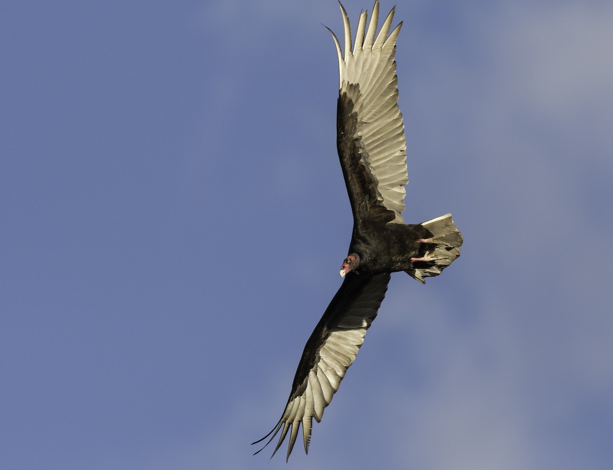 Turkey Vulture - ML453330951
