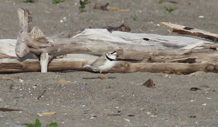 Piping Plover - ML453338451