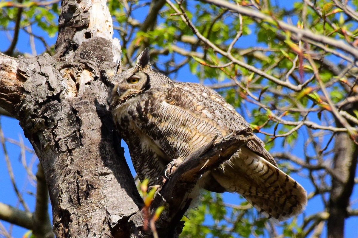 Great Horned Owl - ML453339091