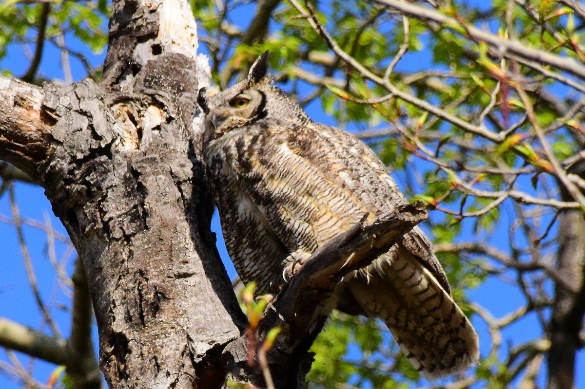 Great Horned Owl - ML453339151