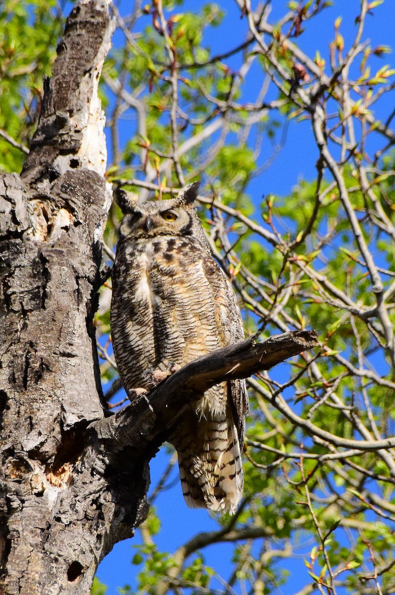Great Horned Owl - ML453339301