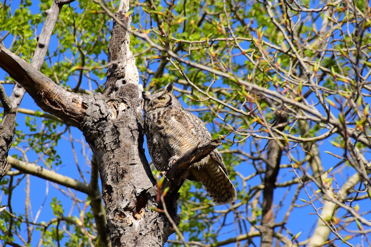 Great Horned Owl - ML453339411