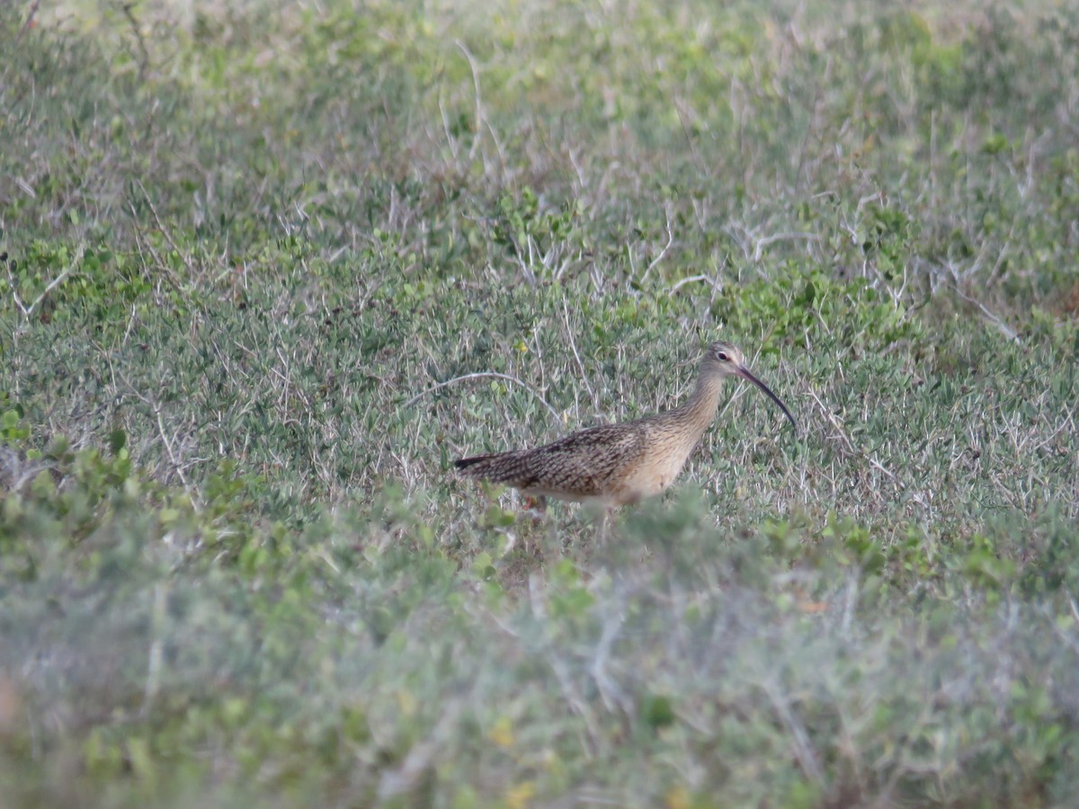 Long-billed Curlew - ML45334251